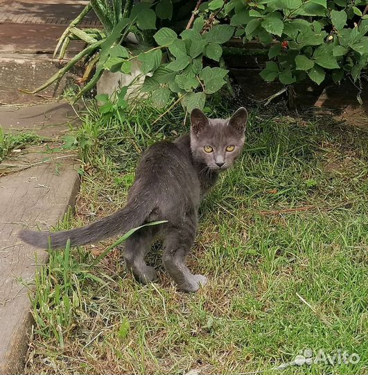 Котята в добрые руки бесплатно