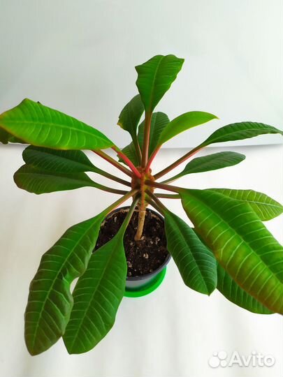 Молочай беложильчатый (беложилковый)