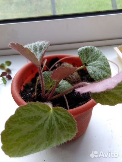 Домашнее растение