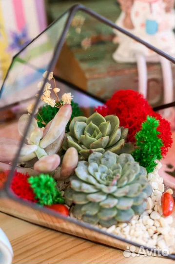 Цветы подарок флорариум