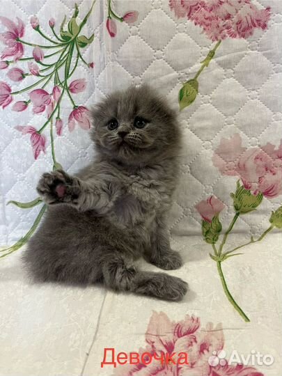 Шотландские котята