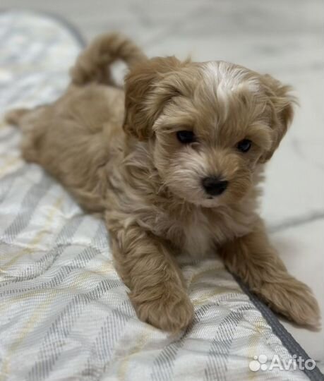 Мальтипу мини