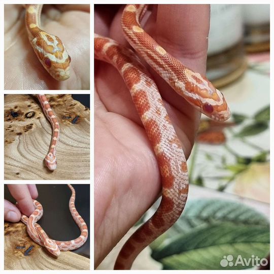 Змея маисовый полоз