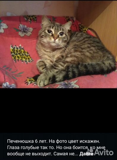 Кошка