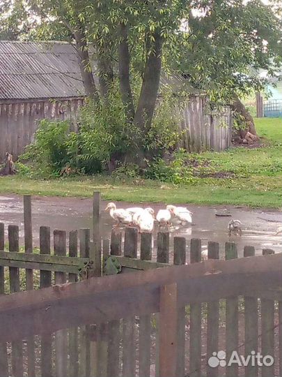 Утки 20 штук