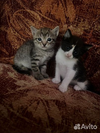 Кошки в добрые руки бесплатно