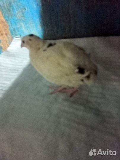 Перепелки несушки и самцы