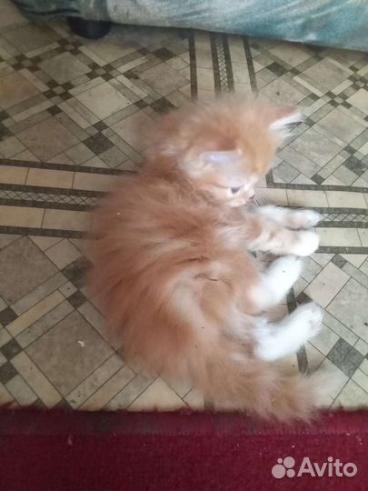 Кошки в добрые руки бесплатно