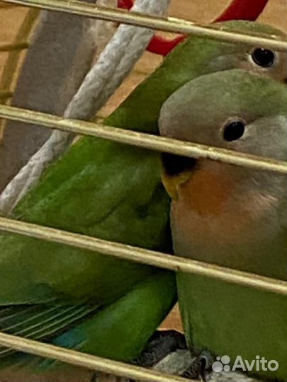 Попугаи неразлучники