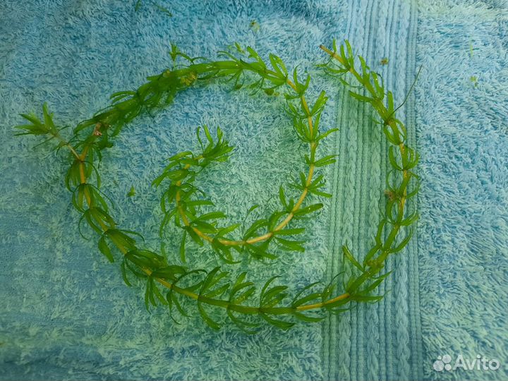 Элодея Канадская