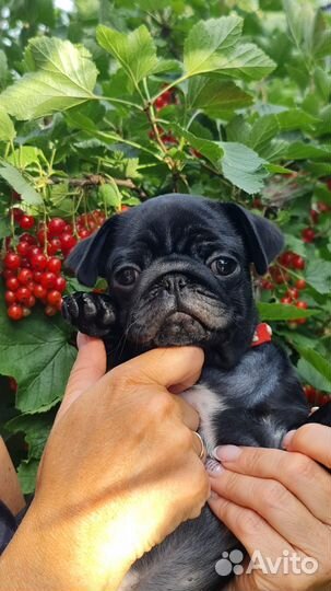 Щенки Мопса из питомника
