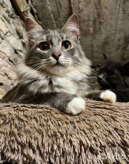 Кот в добрые руки