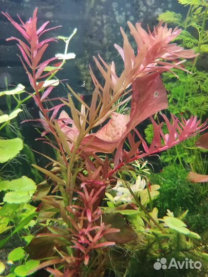 Набор растений+цветные креветки