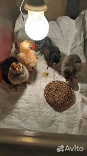 Породистые цыплята амераукана, синь- синь-дянь