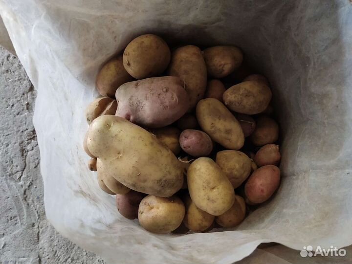 Картофель