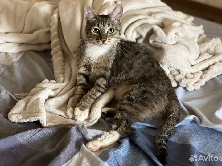 Котенок в добрые руки