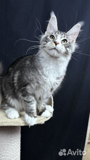 Ищу любящие семьи подросткам