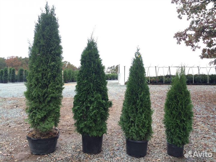 Саженцы туи