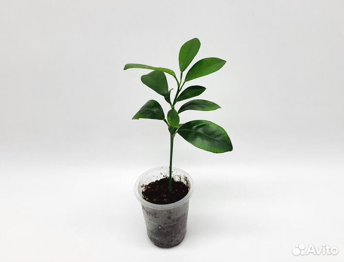 Каламондин