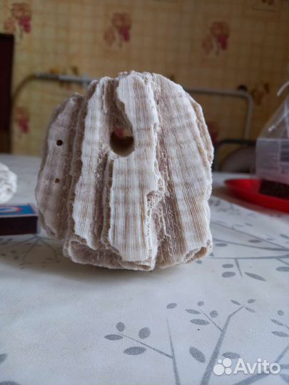 Морские кораллы