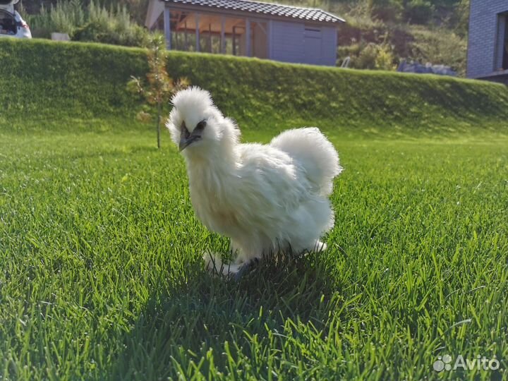 Китайские шелковые цыплята