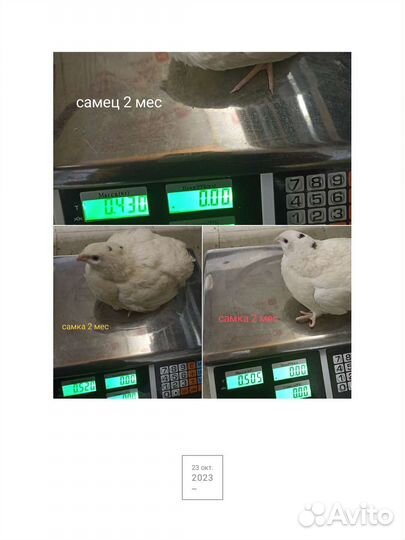 Перепелки суточные и подрощенные. Белый гигант