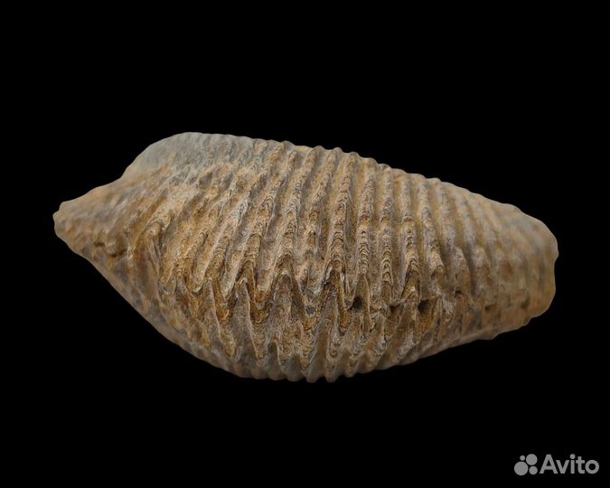 Моллюск Rastellum, Мадагаскар / Окаменелости