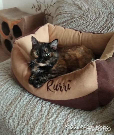 Кошка в добрые руки