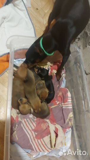 Отдам щенков