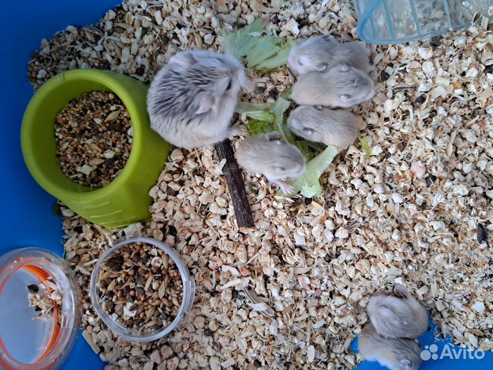 Хомячки Роборовского