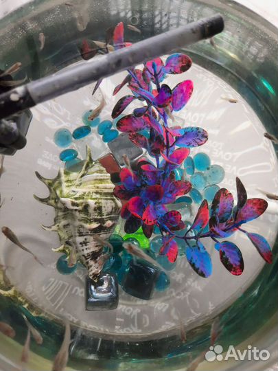 Аквариум с рыбками