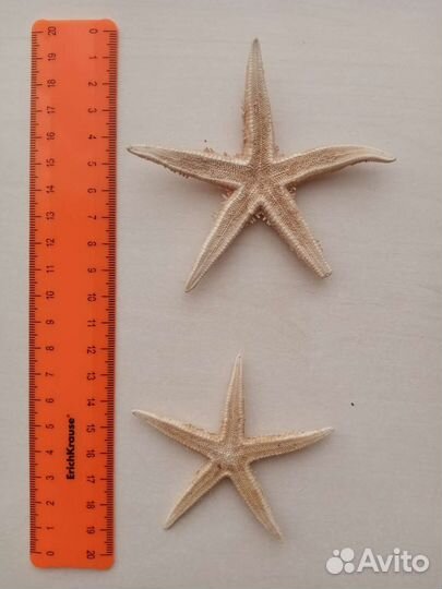 Морские звёздочки