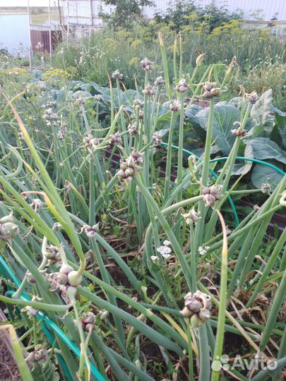 Многоярусный лук