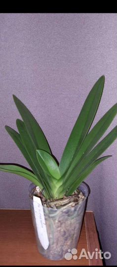 Орхидея Chiang Sapphire