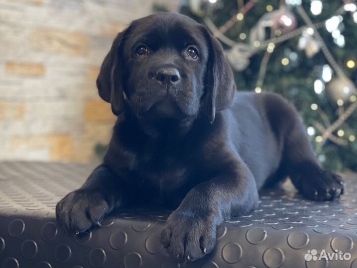 Щенки лабрадора РКФ
