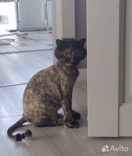 Стрижка кошек за 15-25 минут - груминг