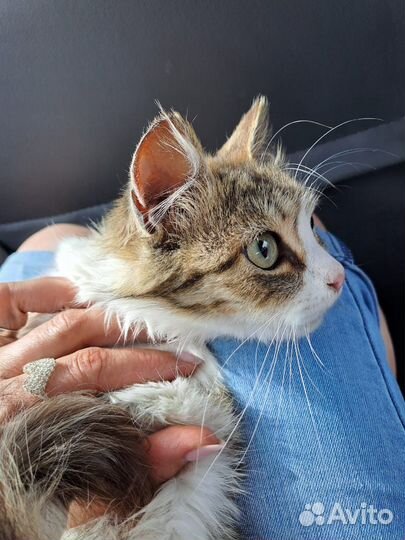 Самая ласковая кошечка в поиске Дома