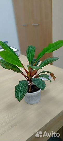 Молочай беложильчатый