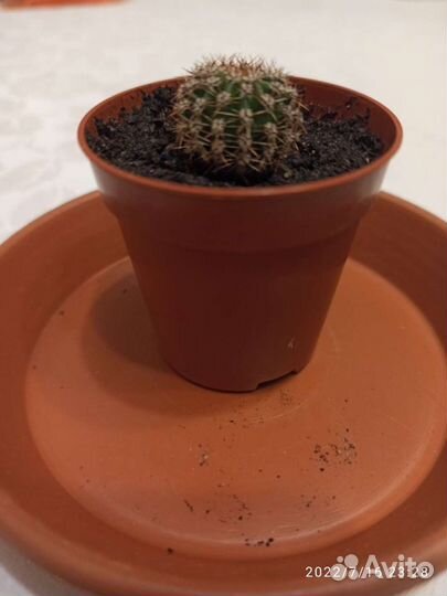 Танцующий кактус