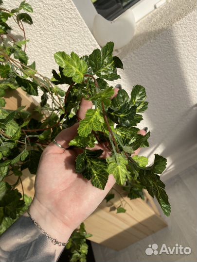 Искусственная трава в кашпо