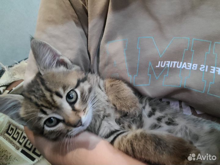 Кошка в дар бесплатно