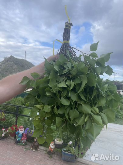 Абрикосовые веники