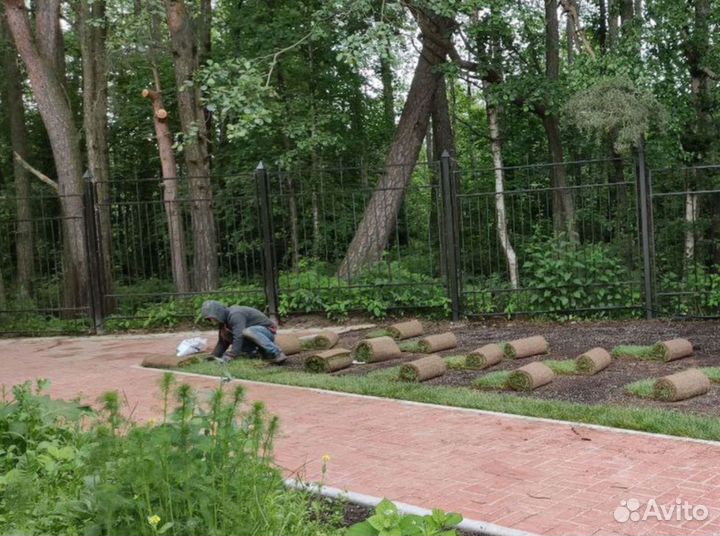 Качественный газон под ключ