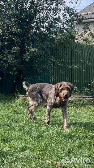 Оставили в электричке.собака в дар в добрые руки