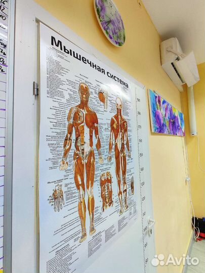 Фитнес тренировки: BodySculpt, растяжка, TRX, bosu