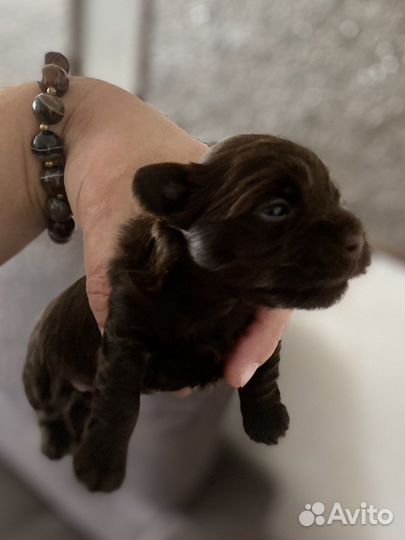 Щенки шоколадного йорка