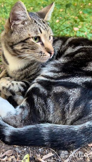 Мраморный табби (метис)