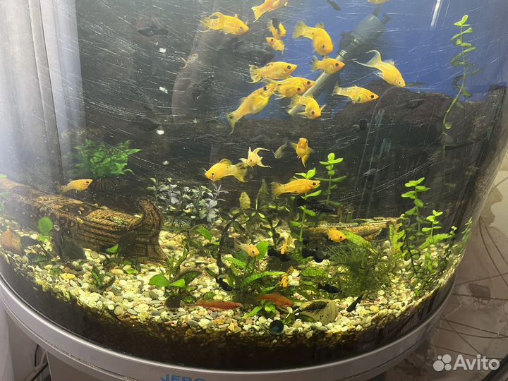 Аквариумные рыбки