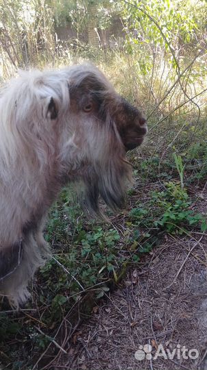 Козел производитель породы ламанча