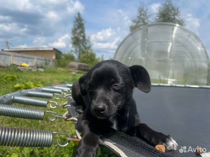 Собака чихуа хуа